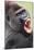 Lowland Gorilla Close-Up of Head, Threatening Display-null-Mounted Photographic Print