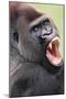 Lowland Gorilla Close-Up of Head, Threatening Display-null-Mounted Photographic Print