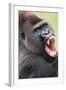 Lowland Gorilla Close-Up of Head, Threatening Display-null-Framed Photographic Print