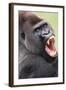 Lowland Gorilla Close-Up of Head, Threatening Display-null-Framed Photographic Print