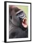 Lowland Gorilla Close-Up of Head, Threatening Display-null-Framed Photographic Print