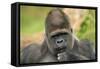 Lowland Gorilla Close-Up of Head-null-Framed Stretched Canvas