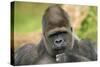 Lowland Gorilla Close-Up of Head-null-Stretched Canvas