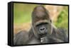 Lowland Gorilla Close-Up of Head-null-Framed Stretched Canvas