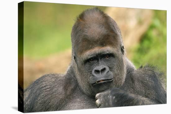 Lowland Gorilla Close-Up of Head-null-Stretched Canvas