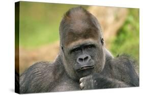 Lowland Gorilla Close-Up of Head-null-Stretched Canvas