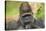 Lowland Gorilla Close-Up of Head-null-Stretched Canvas