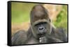 Lowland Gorilla Close-Up of Head-null-Framed Stretched Canvas