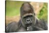 Lowland Gorilla Close-Up of Head-null-Stretched Canvas