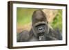 Lowland Gorilla Close-Up of Head-null-Framed Premium Photographic Print