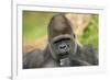 Lowland Gorilla Close-Up of Head-null-Framed Photographic Print