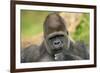 Lowland Gorilla Close-Up of Head-null-Framed Photographic Print