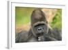 Lowland Gorilla Close-Up of Head-null-Framed Photographic Print