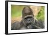 Lowland Gorilla Close-Up of Head-null-Framed Photographic Print