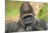 Lowland Gorilla Close-Up of Head-null-Mounted Photographic Print