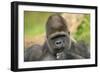 Lowland Gorilla Close-Up of Head-null-Framed Photographic Print