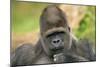 Lowland Gorilla Close-Up of Head-null-Mounted Photographic Print