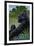 Lowland Gorilla - Lithograph Series-Lantern Press-Framed Art Print