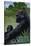 Lowland Gorilla - Lithograph Series-Lantern Press-Stretched Canvas