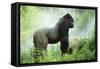 Lowland Gorilla Male Silverback-null-Framed Stretched Canvas