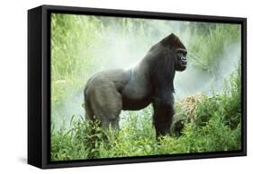 Lowland Gorilla Male Silverback-null-Framed Stretched Canvas