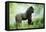 Lowland Gorilla Male Silverback-null-Framed Stretched Canvas