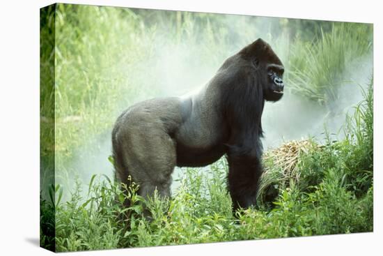 Lowland Gorilla Male Silverback-null-Stretched Canvas