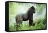 Lowland Gorilla Male Silverback-null-Framed Stretched Canvas