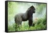 Lowland Gorilla Male Silverback-null-Framed Stretched Canvas