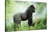 Lowland Gorilla Male Silverback-null-Stretched Canvas