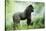 Lowland Gorilla Male Silverback-null-Stretched Canvas