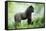 Lowland Gorilla Male Silverback-null-Framed Stretched Canvas