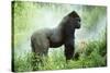 Lowland Gorilla Male Silverback-null-Stretched Canvas