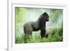Lowland Gorilla Male Silverback-null-Framed Photographic Print