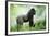 Lowland Gorilla Male Silverback-null-Framed Photographic Print