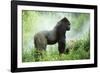 Lowland Gorilla Male Silverback-null-Framed Photographic Print