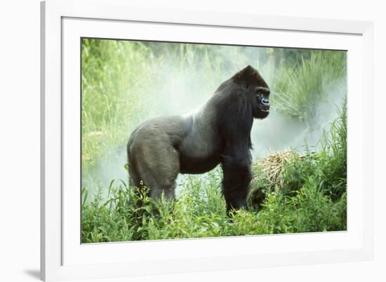 Lowland Gorilla Male Silverback-null-Framed Photographic Print