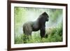 Lowland Gorilla Male Silverback-null-Framed Photographic Print