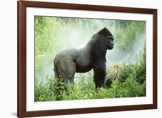 Lowland Gorilla Male Silverback-null-Framed Photographic Print