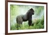 Lowland Gorilla Male Silverback-null-Framed Photographic Print