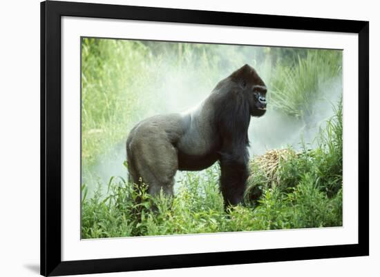 Lowland Gorilla Male Silverback-null-Framed Photographic Print