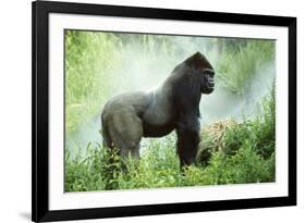 Lowland Gorilla Male Silverback-null-Framed Photographic Print