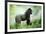 Lowland Gorilla Male Silverback-null-Framed Photographic Print