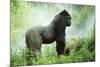 Lowland Gorilla Male Silverback-null-Mounted Photographic Print