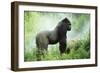 Lowland Gorilla Male Silverback-null-Framed Photographic Print