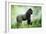 Lowland Gorilla Male Silverback-null-Framed Photographic Print