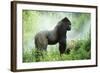 Lowland Gorilla Male Silverback-null-Framed Photographic Print