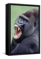 Lowland Gorilla Male with Mouth Open-null-Framed Stretched Canvas