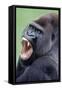Lowland Gorilla Male with Mouth Open-null-Framed Stretched Canvas