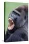 Lowland Gorilla Male with Mouth Open-null-Stretched Canvas